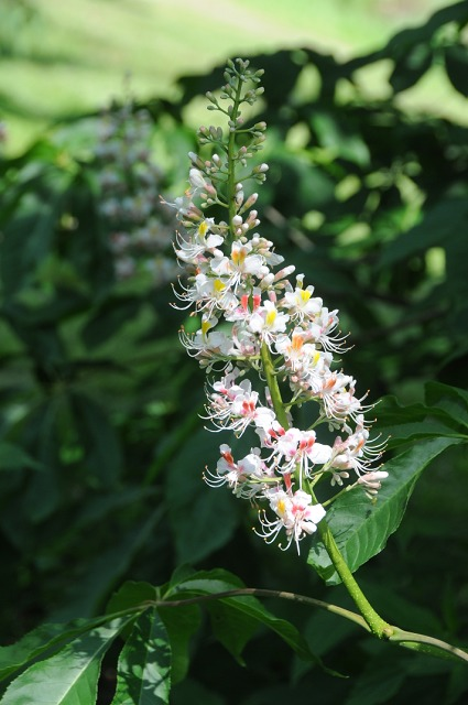 Aesculus indica: Die indische Rosskastanie verzaubert mit ihrer schönen Blüte.