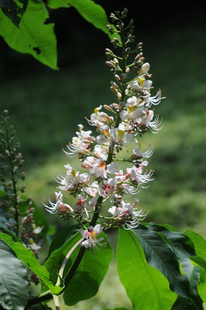 Aesculus indica: Die indische Rosskastanie verzaubert mit ihrer schönen Blüte.