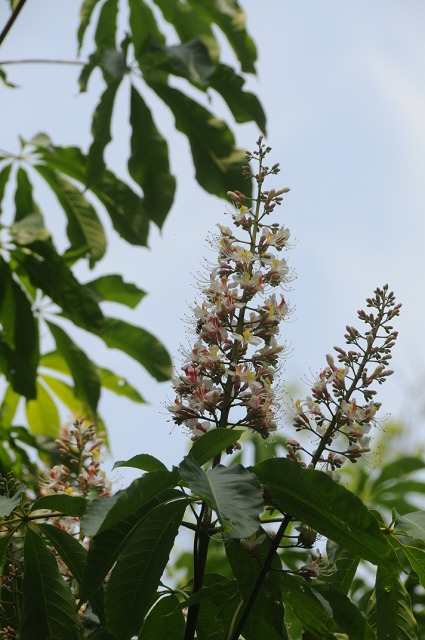 Aesculus indica: Die indische Rosskastanie verzaubert mit ihrer schönen Blüte.