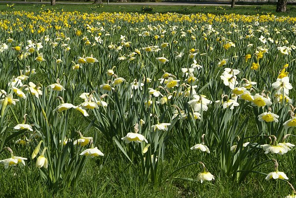 Osterglockenwiese im Queen-Auguste-Victoria-Park