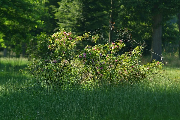 Wildrosen im Gras